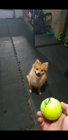 teacup pomeranian for sale gumtree